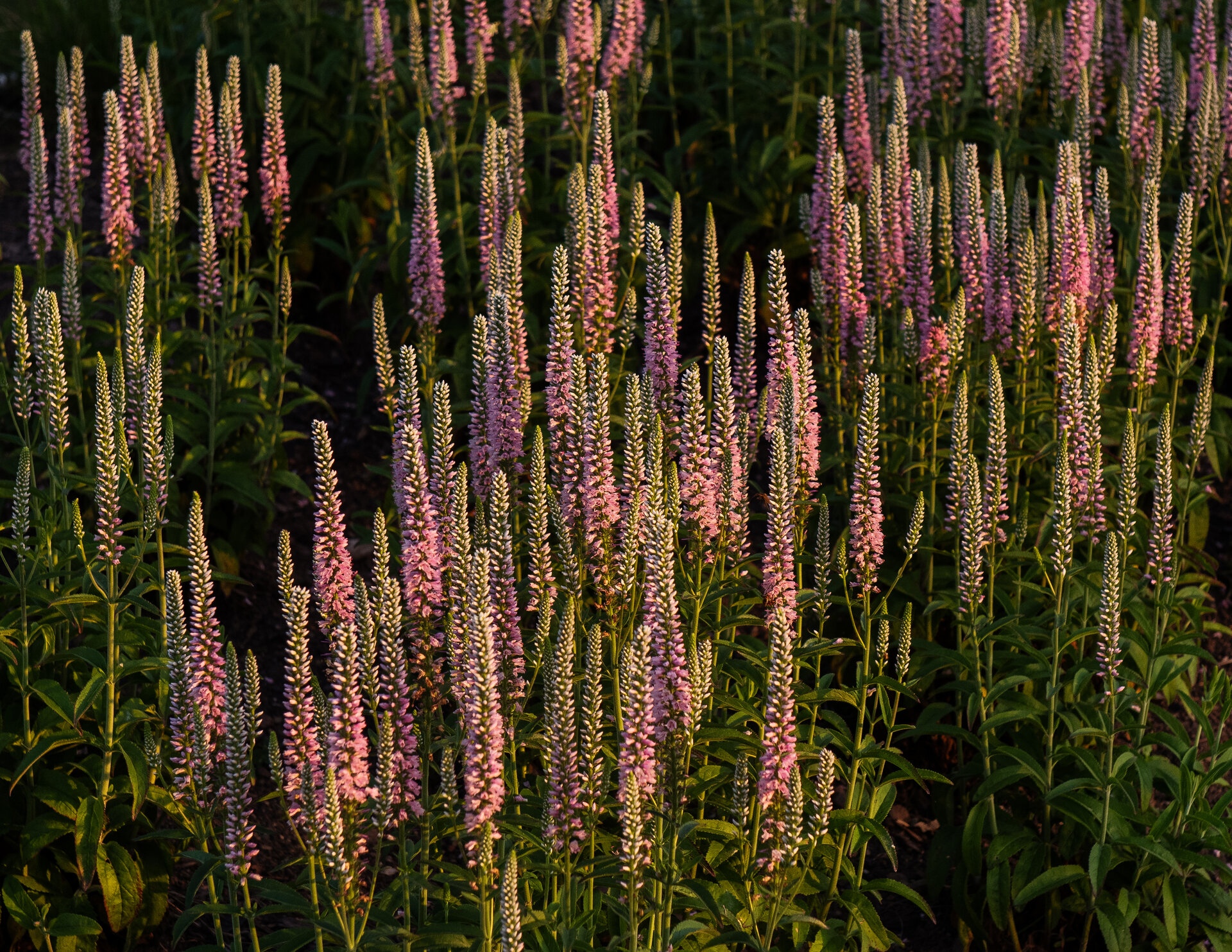 Veronica longifolia 'Pink Eveline'